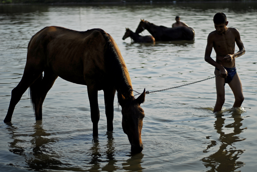 Un cal este mânat de stăpânul său pentru a se adăpa, în lacul din satul Dobreni, comuna Vărăşti, miercuri, 6 august 2008.