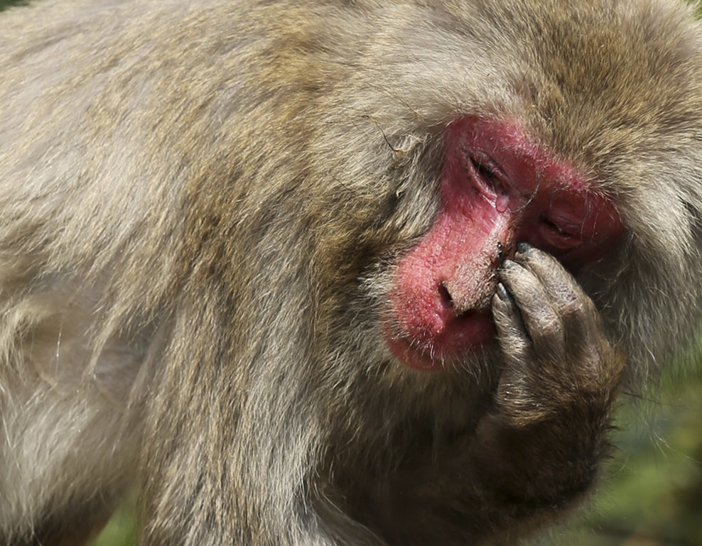 O maimuţa macac în vârstă de 21 de ani suferă de o alergie la polen, în centrul pentru primate Awajishima, din Sumoto, Japonia, duminică, 16 martie  2014.