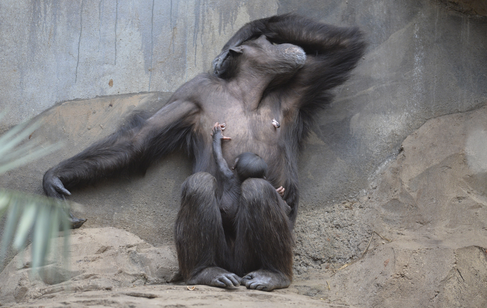 Cimpanzeul Vanessa, în vârstă de 31 de ani, reacţionează în timp ce puiul său se joacă, în grădina zoologică din Osnabrueck, Germania, marţi, 21 ianuarie 2014.