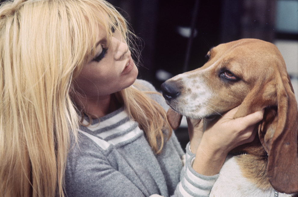 Brigitte Bardot mângâie un câine, circa 1966.