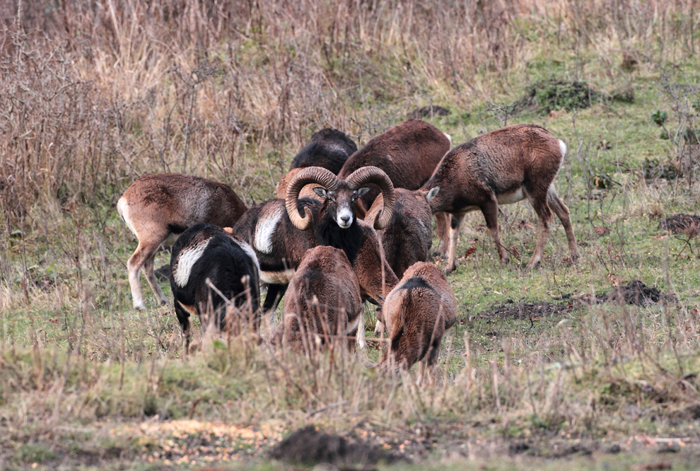 Un mascul de muflon este înconjurat de femele, într-un fond de vânătoare,sâmbătă, 27 noiembrie 2010. 