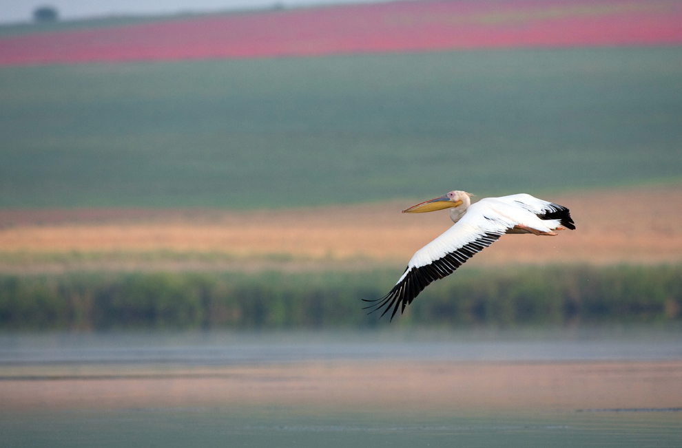 Un pelican zboară deasupra unui lac din rezervaţia Biosferei Delta Dunării, vineri, 5 iunie 2009.