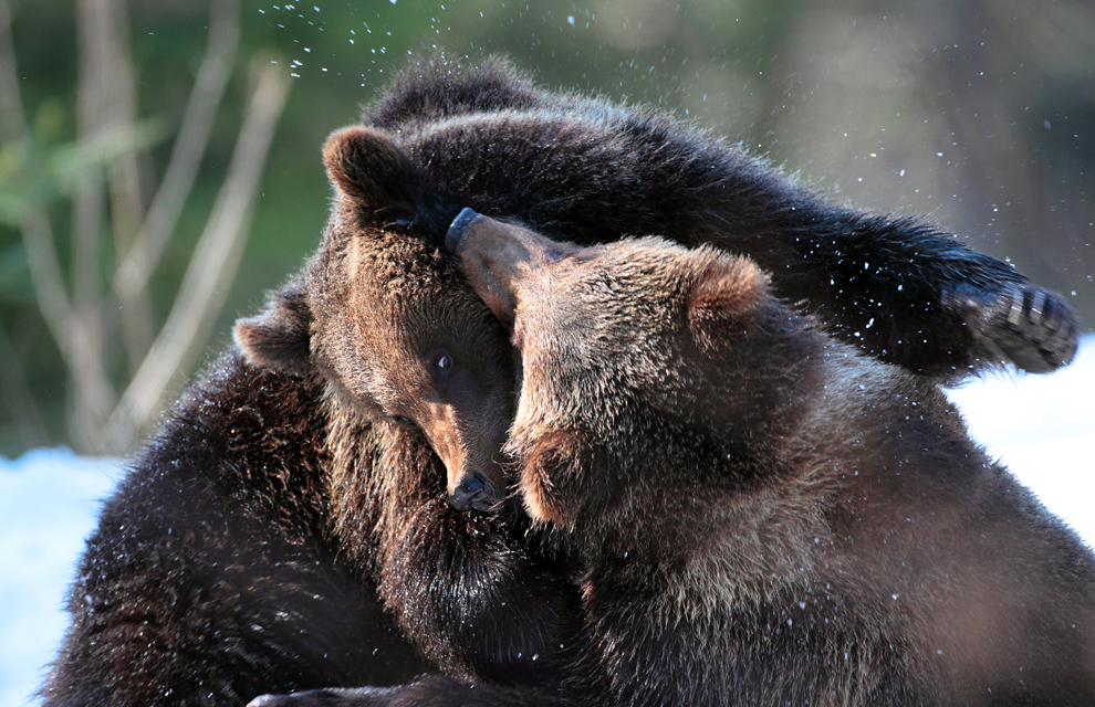 Doi pui de urs se joacă într-o poiană din Munţii Maramureşului, sâmbătă, 24 martie 2012. (Silviu Matei / Mediafax Foto)