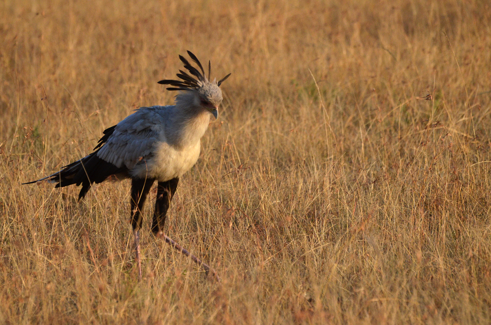 Pasărea secretar, în rezervaţia Masai Mara, Kenya, miercuri, 17 iulie 2013.