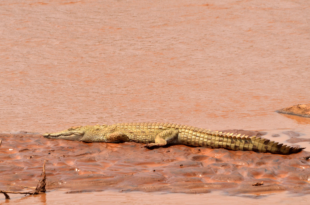 Un crocodil stă pe malul unui râu din rezervaţia Samburu, Kenya, duminică, 21 iulie 2013.