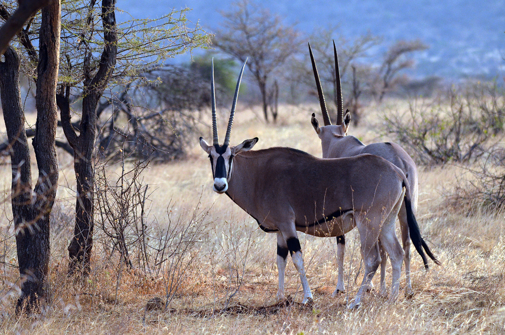 Antilope Oryx, în rezervaţia Samburu, Kenya, duminică, 21 iulie 2013.