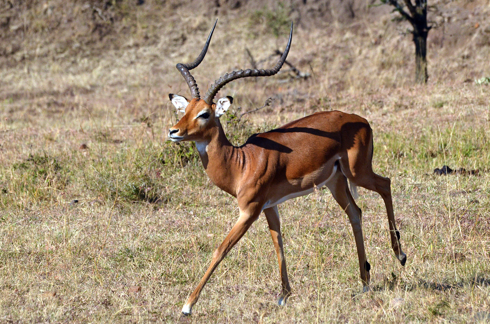 Mascul de antilopă Impala, în rezervaţia Masai Mara, Kenya, marţi, 16 iulie 2013.