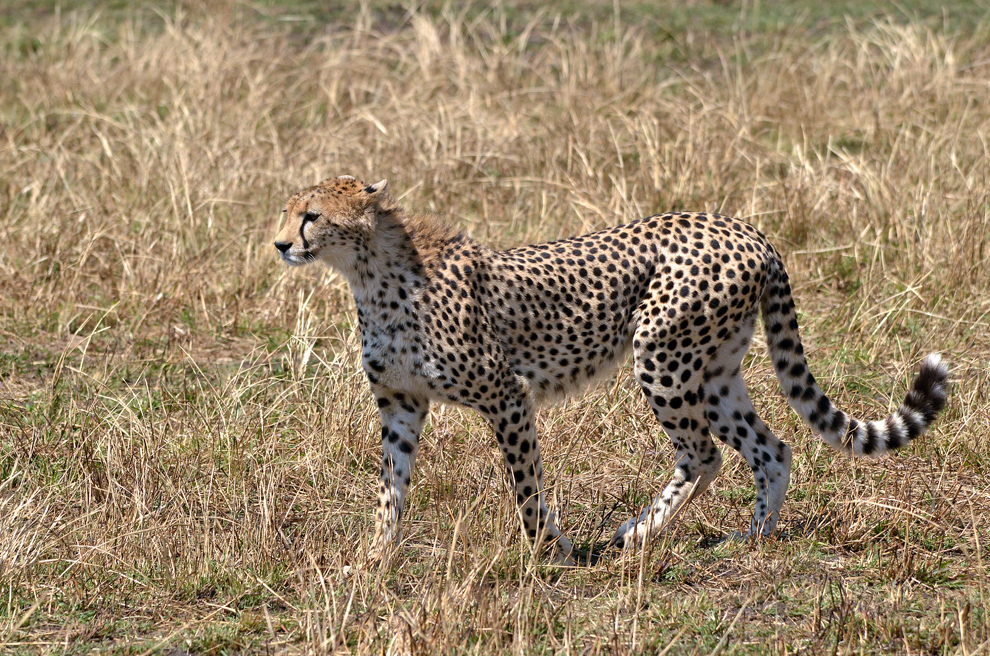 Ghepard, în rezervaţia Masai Mara, Kenya, marţi, 16 iulie 2013.