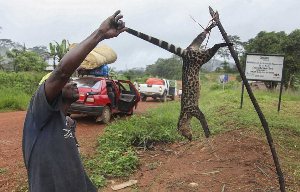 Un bărbat ţine o civetă africană (Civettictis civetta) ce urmează să fie vândută pentru carne,  pe marginea drumului, în Lofa, Liberia, joi, 3 iulie 2014. Animalele sălbatice ce sunt vândute pentru carne sunt purtătoarele virusului Ebola.