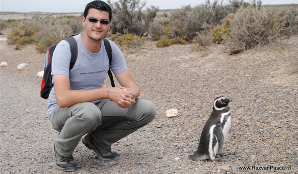 Cea mai mare colonie de pinguini din lume
