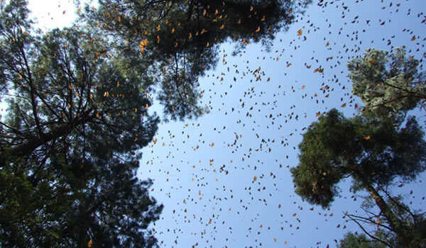 Spectacolul Naturii - popasul fluturilor-monarh