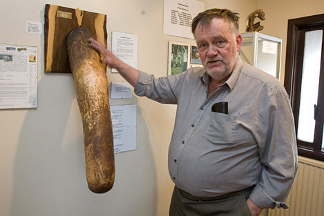 Mărimea penisului uman - Wikipedia