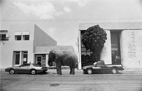 În Florida, dacă-ţi parchezi elefantul plăteşti aceeaşi taxă ca la o maşină