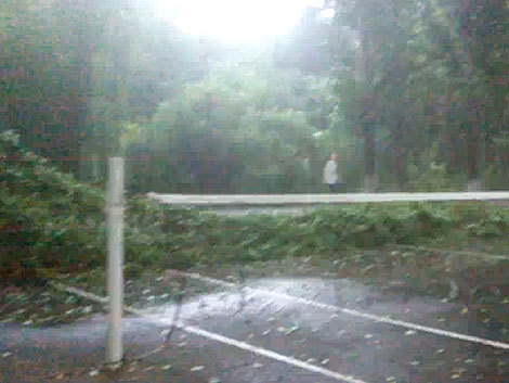 Copac cazut langa fileu, pe terenul unde niste braileni jucau  fotbal-tenis (Video)