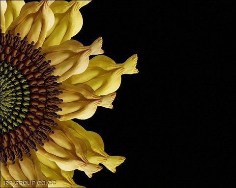 floarea soarelui umana