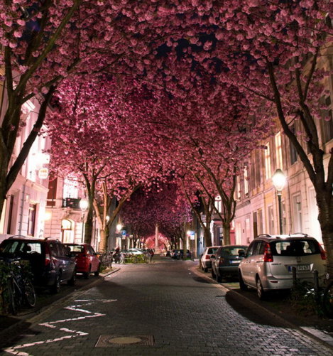 Cireşilor                                                           Înfloriţi din                                                           Bonn,                                                           Germania