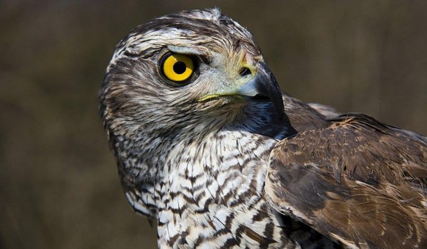 Uliul porumbar: cea mai urâtă pasăre din România