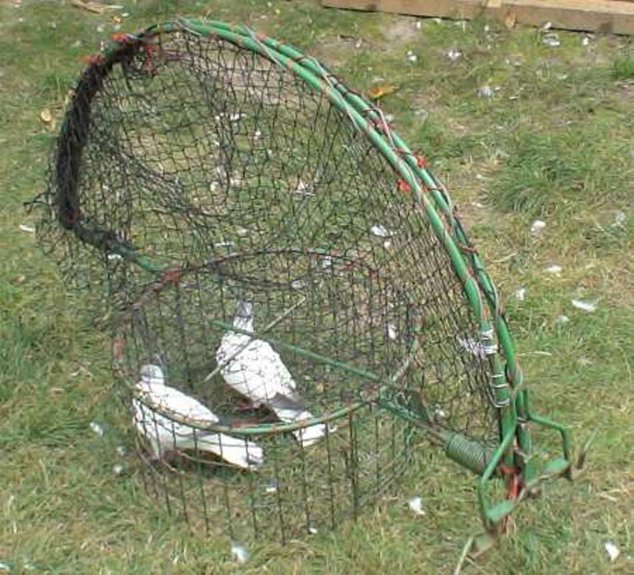 O altă capcană ilegală pentur prins ulii, postată pe un forum al crescătorilor de porumbei din România