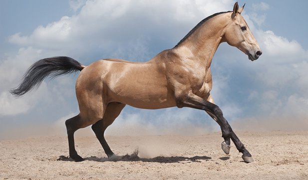 Akhal Teke: probabil cel mai frumos cal din lume