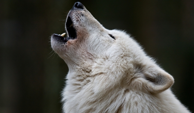 Război printre gheţuri: lupi contra boi moscaţi exceptional