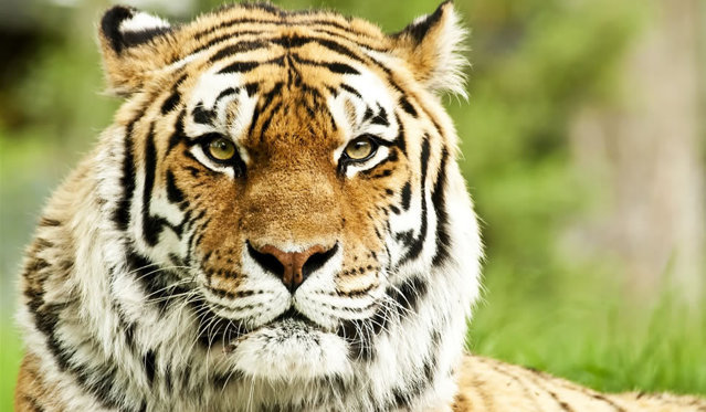 Tigrul, adevăratul rege al junglei