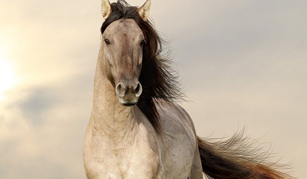 Meat of horses, galloping health: researchers have revealed benefits of this food body
