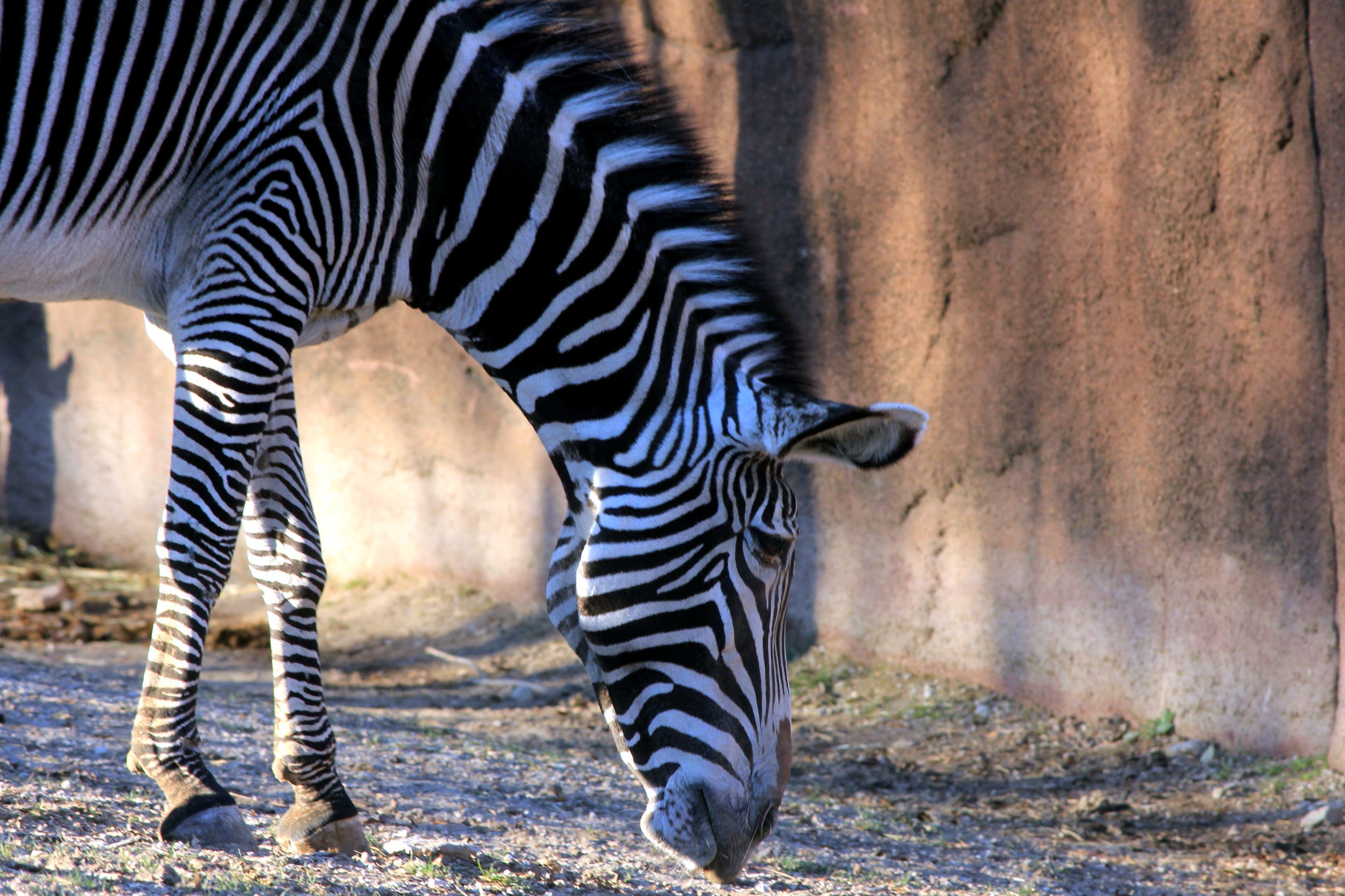 Zebra imperială, cea mai rară din lume, este în pericol din cauza secetei din Kenya