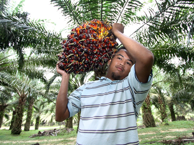 companii comerciale de ulei de palmier din Singapore cum să cumperi bitcoin și să câștigi mai mulți bani