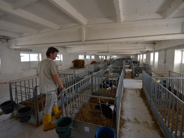 Vacile Tnuva, vândute cu un discount de 80% fostului medic al fermei şi unui om de afaceri din Ialomiţa