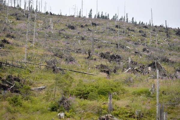 Anchetă Gândul: România are mai multe păduri decât acum 10 ani, în ciuda defrişărilor masive