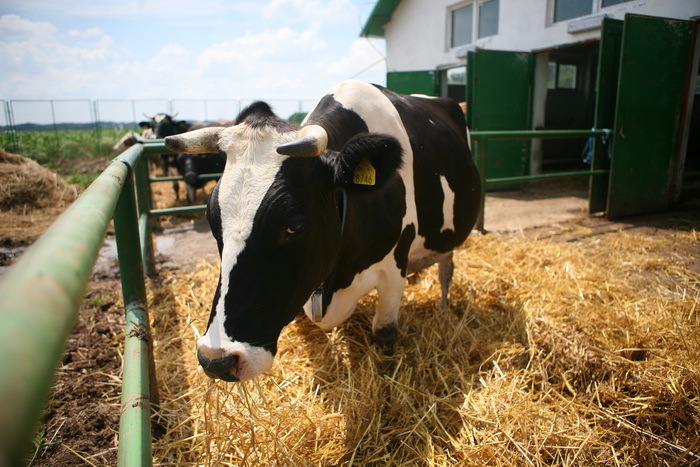 Tnuva închide ferma de vaci de la Adunaţii Copăceni, deoarece nu este profitabilă
