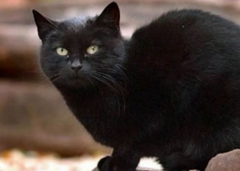 Topul animalelor-milionar din lume are un nou membru: pisica Tommaso. Cele mai bogate cinci animale din lume