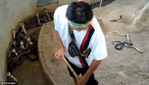 Să fie acesta cel mai periculos job din lume? Un tânăr din Asia face curat în gaura cu şerpi de la grădina zoologică (VIDEO)