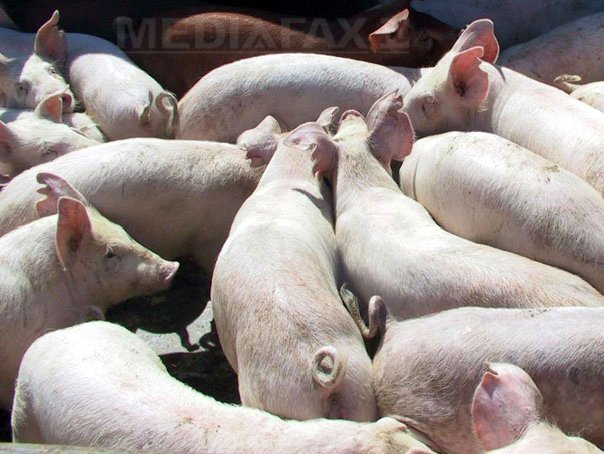 Imaginea articolului Pesta porcină africană se extinde în peste 240 de localităţi. Judeţele cu cele mai multe cazuri înregistrate