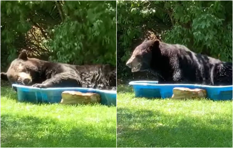 Imaginea articolului VIDEO S-a trezit cu ursul în piscină. Cum a reacţionat o femeie când a văzut animalul sălbatic 