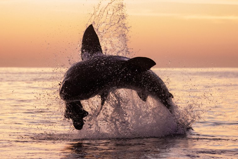 Imaginea articolului Cercetătorii atrag atenţia: peste 90 de specii de balene şi delfini sunt pe cale de dispariţie