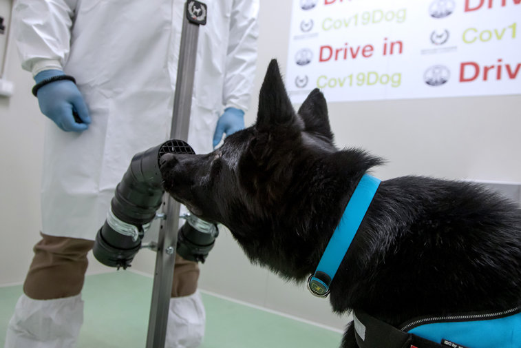 Imaginea articolului Câini antrenaţi să depisteze COVID-19. Eficienţa lor se apropie de maximum