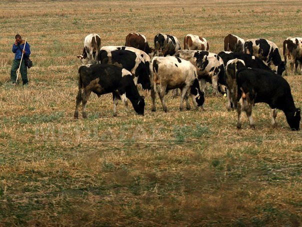 Imaginea articolului Daniel Constantin: Este o afacere bună în România creşterea vacilor pentru carne