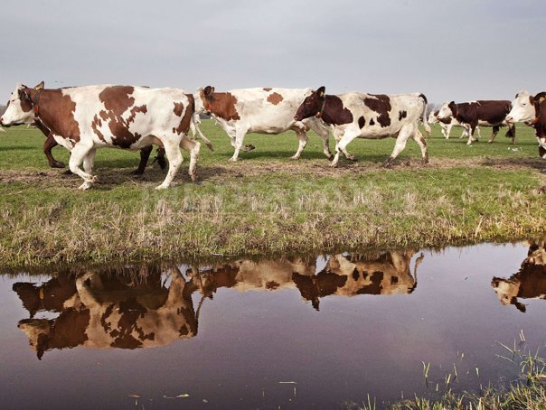 Imaginea articolului România va exporta peste 500.000 de vaci în China: "Este o şansă extraordinară pentru fermierii români"
