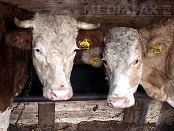 Imaginea articolului Crescătorii de bovine vor primi, de luni, subvenţii în valoare totală de 570 milioane de lei