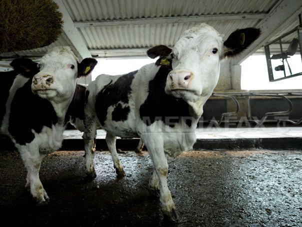 Imaginea articolului O firmă româno-chineză vrea să exporte în această toamnă primele 5.000 de vaci în China