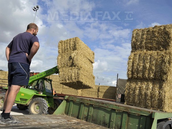 Imaginea articolului Contantin: România este pe antepenultimul loc în Europa după mărimea medie a fermelor