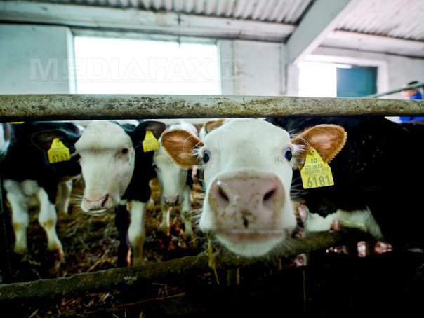 Imaginea articolului Aproape o treime dintre fabricile de lapte din România s-au închis anul trecut