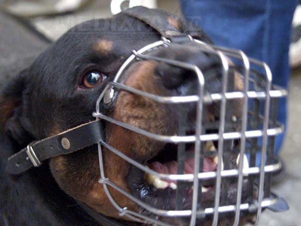 Imaginea articolului Omniasig a lansat o poliţă care acoperă pagubele provocate de câinii periculoşi