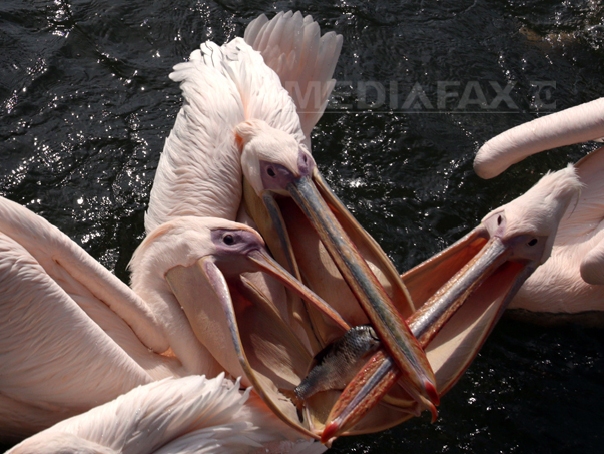 Imaginea articolului Piscicultorii reclamă pierderi de 18 milioane de euro anual din cauza cormoranilor, pelicanilor şi vidrelor