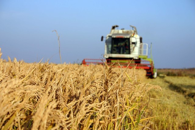 Imaginea articolului Eurostat: România este al şaselea producător de cereale din Uniunea Europeană, în 2016
