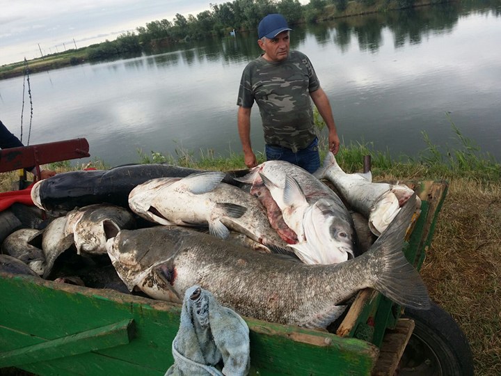Imaginea articolului În România, consumul de peşte pe cap de locuitor este la o treime din media UE