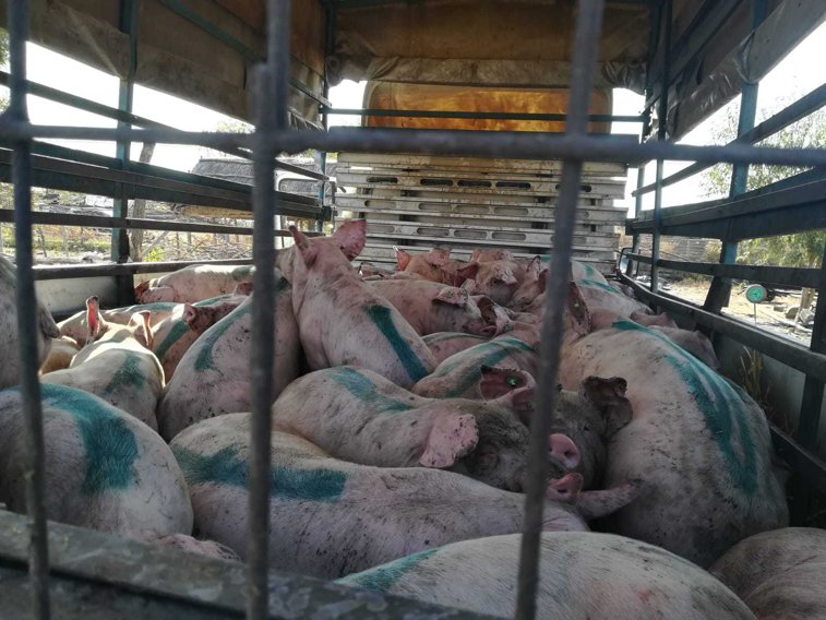 Imaginea articolului Pesta porcină se extinde în judeţul Dolj. Peste 250 de porci, omorâţi într-o singură zi