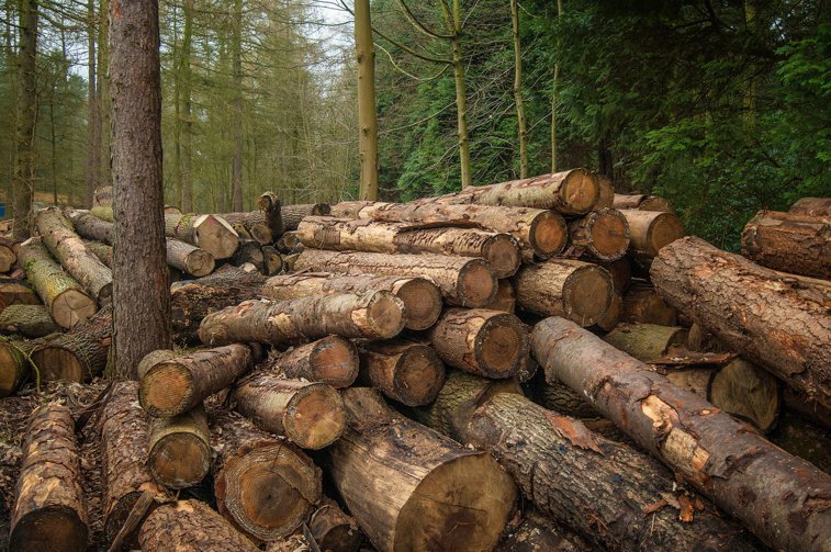 Imaginea articolului Cea mai mare tăiere ilegală de arbori din România: 100.000 de metri cubi, raşi de pe faţa pământului, în Maramureş