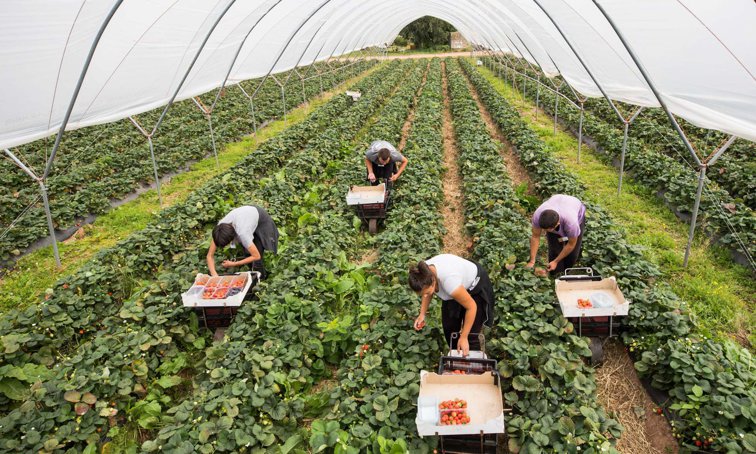 Imaginea articolului Au vrut Brexit. Fără muncitorii români şi din alte state est-europene, fructele şi legumele din Marea Britanie vor rămâne pe câmp